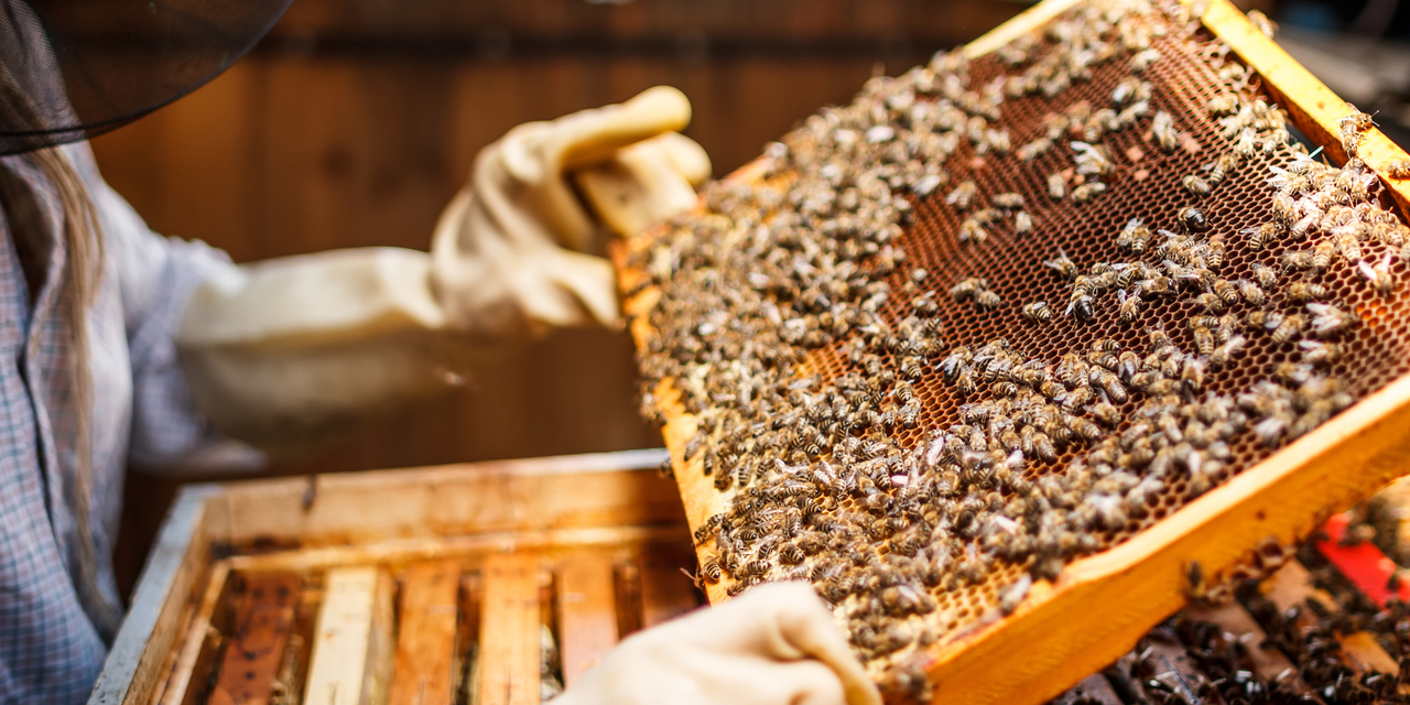 Fondant pszczeli z prebiotykiem | Podstawowe informacje
